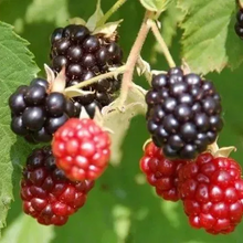 Dewberry Seeds