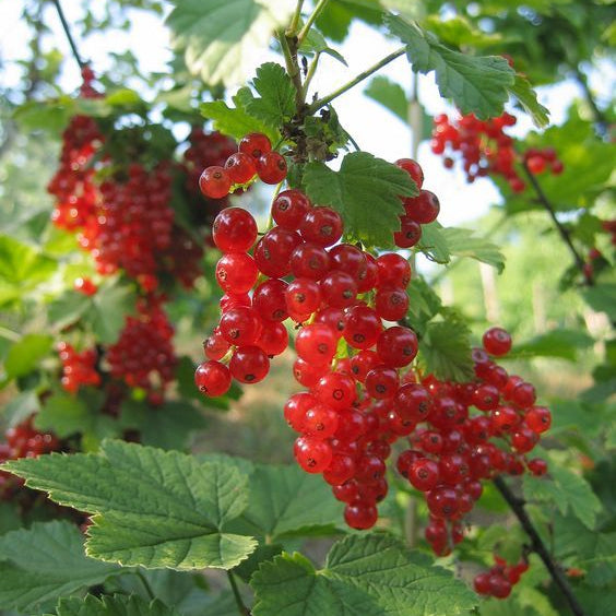 Red Currant Fruit Seeds up to 50%