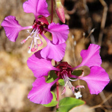 Mexican Butterwort Seeds - Purple
