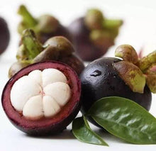 Mangosteen Seeds