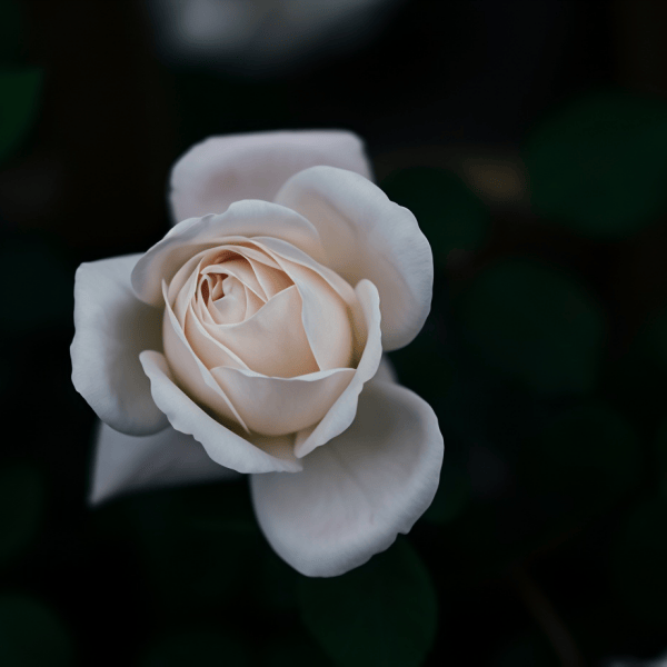 Roses Seeds - White Larger Packet High Germination 2000-5000 Onsaleseeds