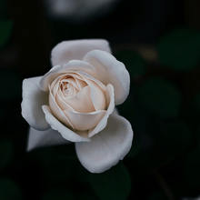 White Rose Seeds