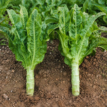 Garden Lettuce Seeds