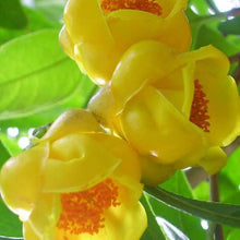 Golden Camellia Flower Seeds