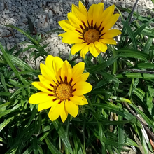Gazania Seeds - Dwarf Mix