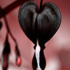 Black Bleeding Heart Seeds