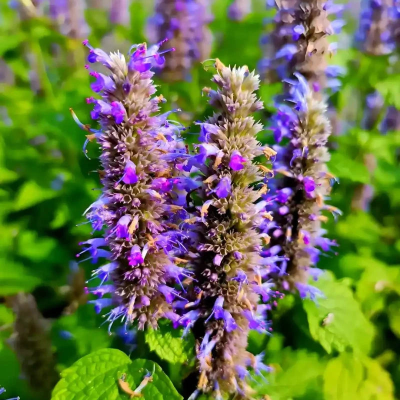 Agastache Rugosa Seeds - Larger Packet High Germination 6000-30000 Onsaleseeds