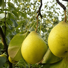 Pear Seeds