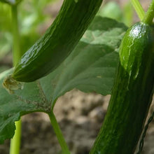 Cucumber Seeds
