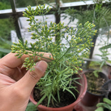 Chinese Thorowax Seeds
