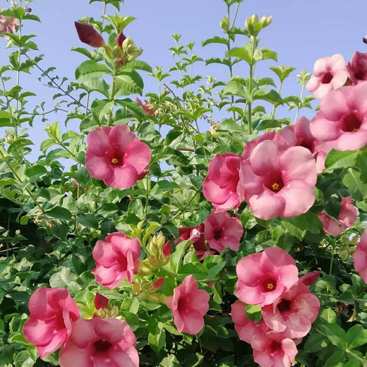 Purple Allamanda Flower Seeds