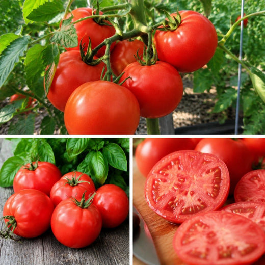 Tomato Seeds