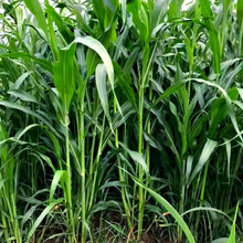 Sweet Sorghum Seeds