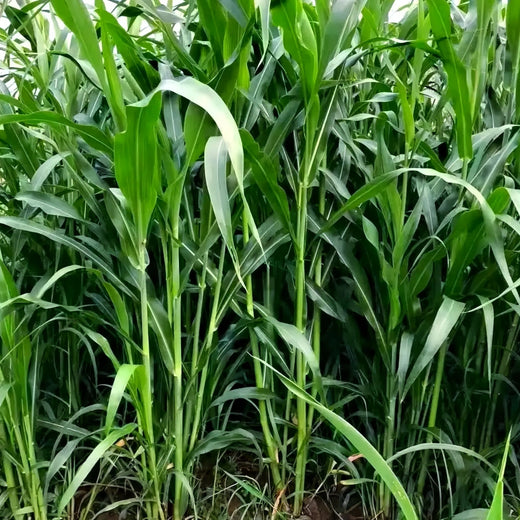 Sweet Sorghum Seeds