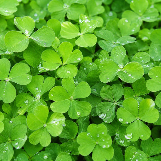 Clover Seeds