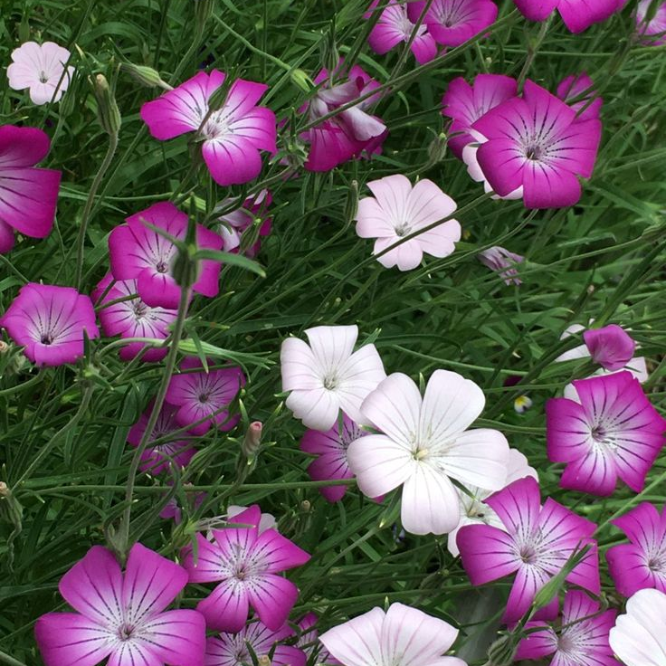 Agrostemma Githago L. Seeds - Rose Larger Packet High Germination 2000-10000 Onsaleseeds