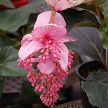 Pink Medinilla Flower Seeds