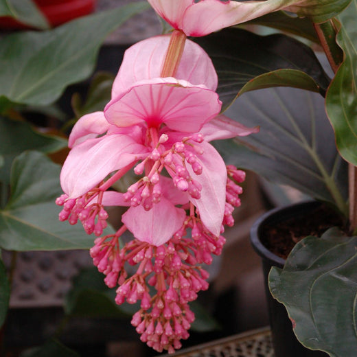 Pink Medinilla Flower Seeds