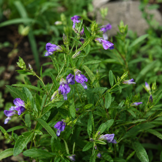 Polygala Tenuifolia Seeds