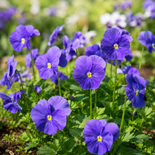 Pansy Seeds - Pure Blue