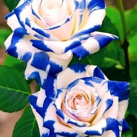 Osiria Rose Seeds - Blue White