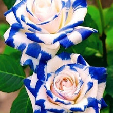 Osiria Rose Seeds - Blue White