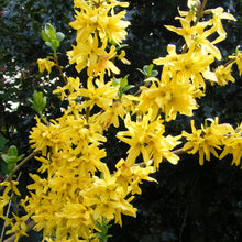 Forsythia Seeds