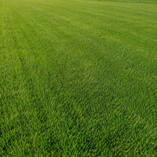 Ruby Grass Seed