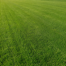 Triple A Grass Seed