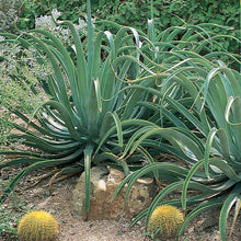 Octopus Agave Seeds