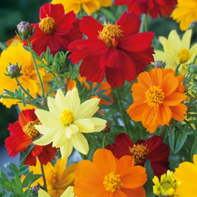 Mix Cosmos Seeds