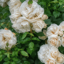 White Rose Seeds
