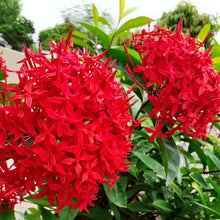 Rare Ixora Flower Seeds