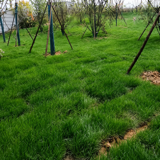 Blue Chip Grass Seed