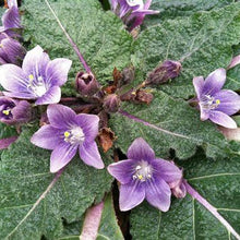 Mandrake Seeds