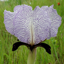 Iris Seeds