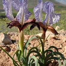 Iris Seeds