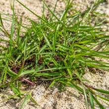 Penn A-4 Grass Seed