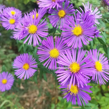 Aster Seeds