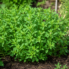 Fenugreek Seeds