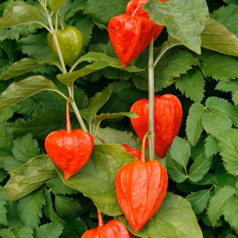 Chinese Lantern Physalis seeds up to 50%