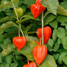 Chinese Lantern Seeds