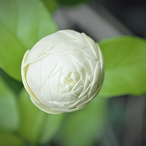 Jasmine Flower Seeds  up to 50%