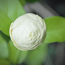 Jasmine Flower Seeds