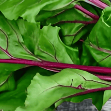 Swiss Chard Seeds