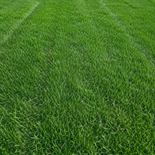 Athena Grass Seed