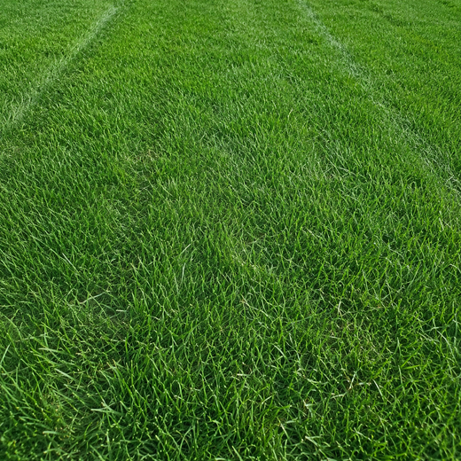 Athena Grass Seed