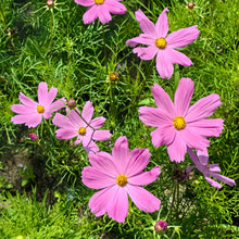 Mix Cosmos Seeds