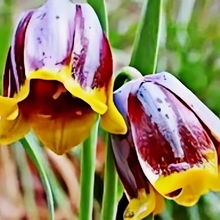 Fritillaria Bicolor Seeds