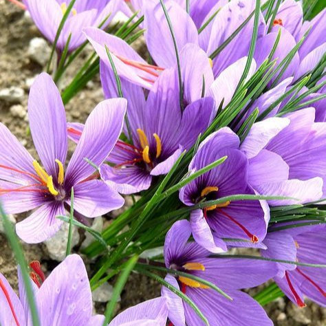 Purple Saffron Flower Seeds